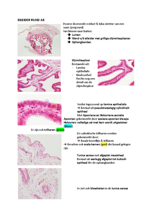 [Solved] Wat is een endosoom - Celbiologie en algemene weefselleer ...