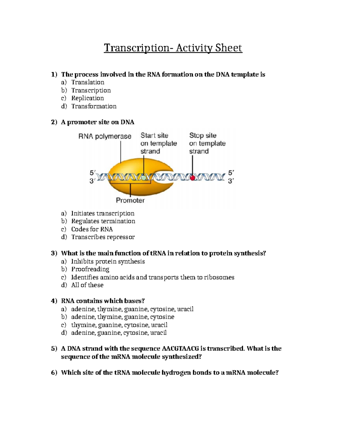 Transcription Activity Sheet: RNA Formation & tRNA Functions - Studocu