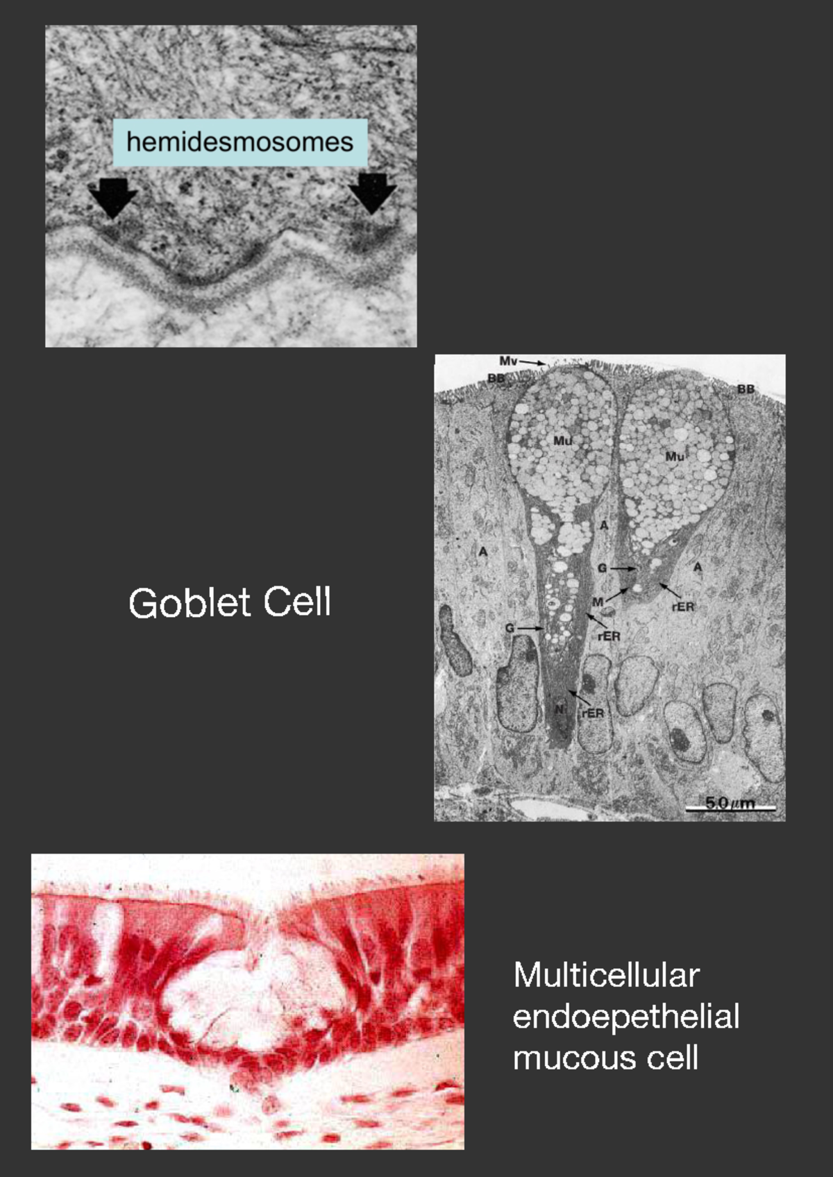 Histology Colloquium: Key Cell Types and Tissue Structures - Studocu
