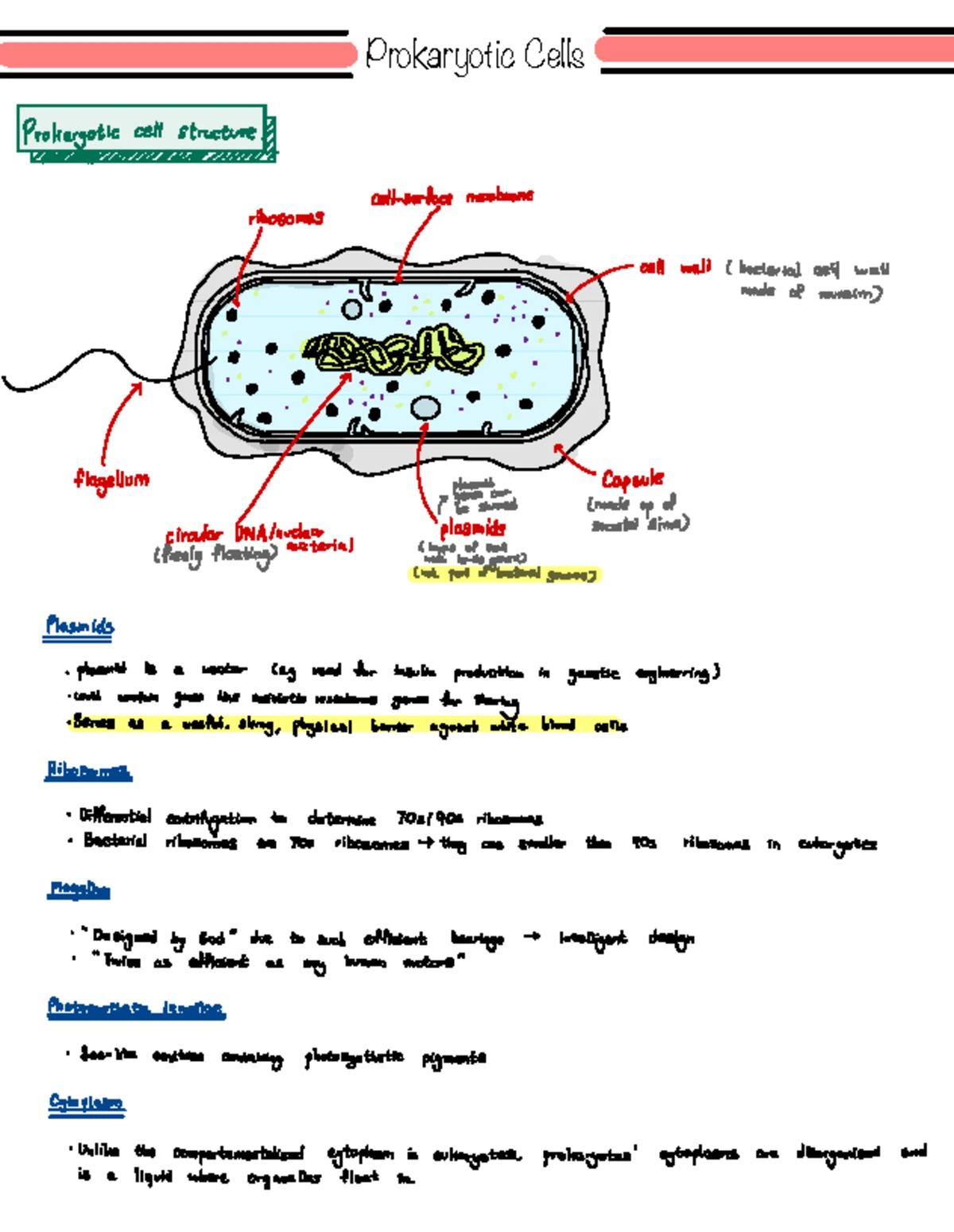 DNA Replication Process: Steps of Initiation, Elongation & Termination ...