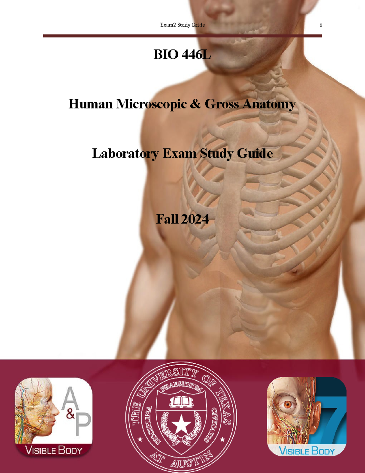 Lab Exam 2 Study Guide - BIO 446L Human Anatomy Notes - Studocu