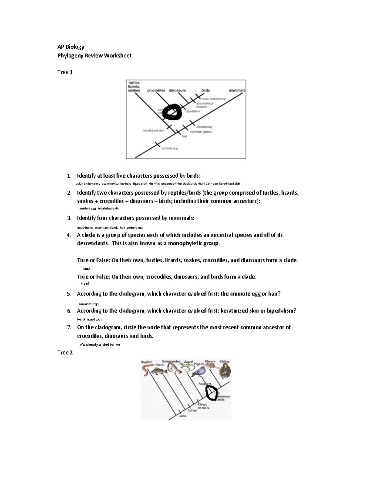 AP Biology Phylogeny Review: Cladogram Practice Worksheet Studocu