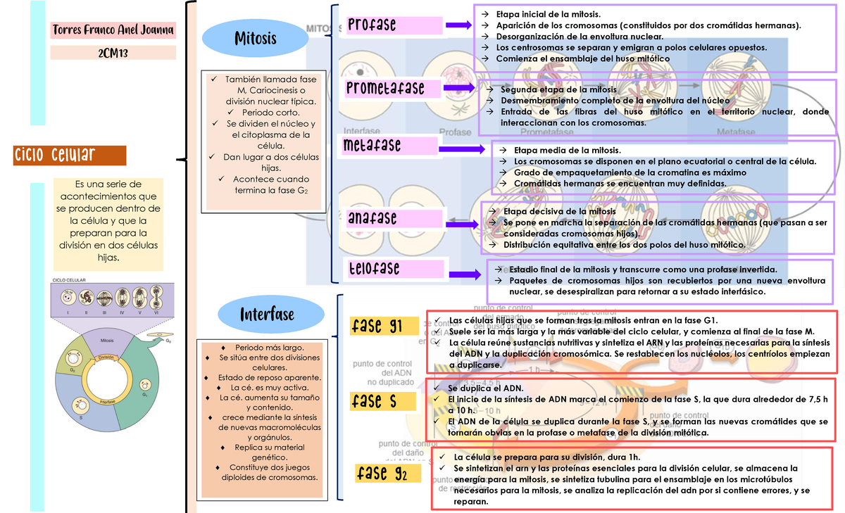 Mapa Mental Fases Y Puntos De Control Del Ciclo Celular Pdf Mitosis