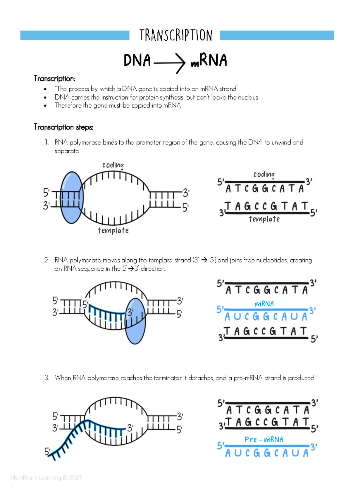 M1L2 - DNA to mRNA Transcription Process Explained - Studocu