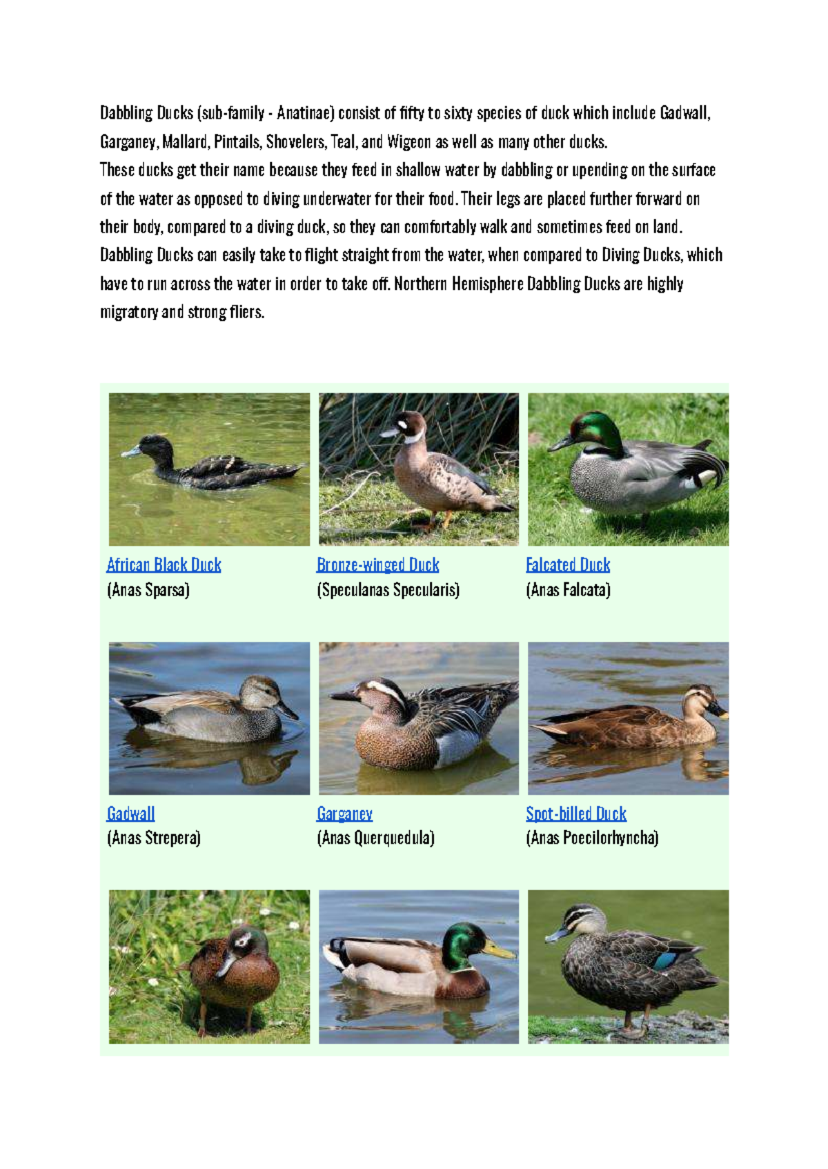 Dabbling and Diving Ducks: A Comprehensive Overview (AASD) - Studocu
