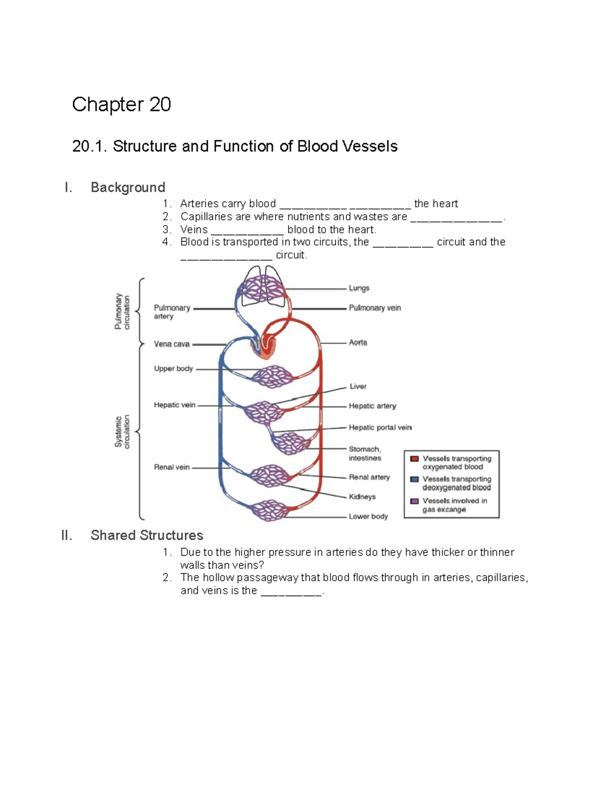 Chapter 20 Study Guide: Blood Vessels & Circulation Notes - Studocu