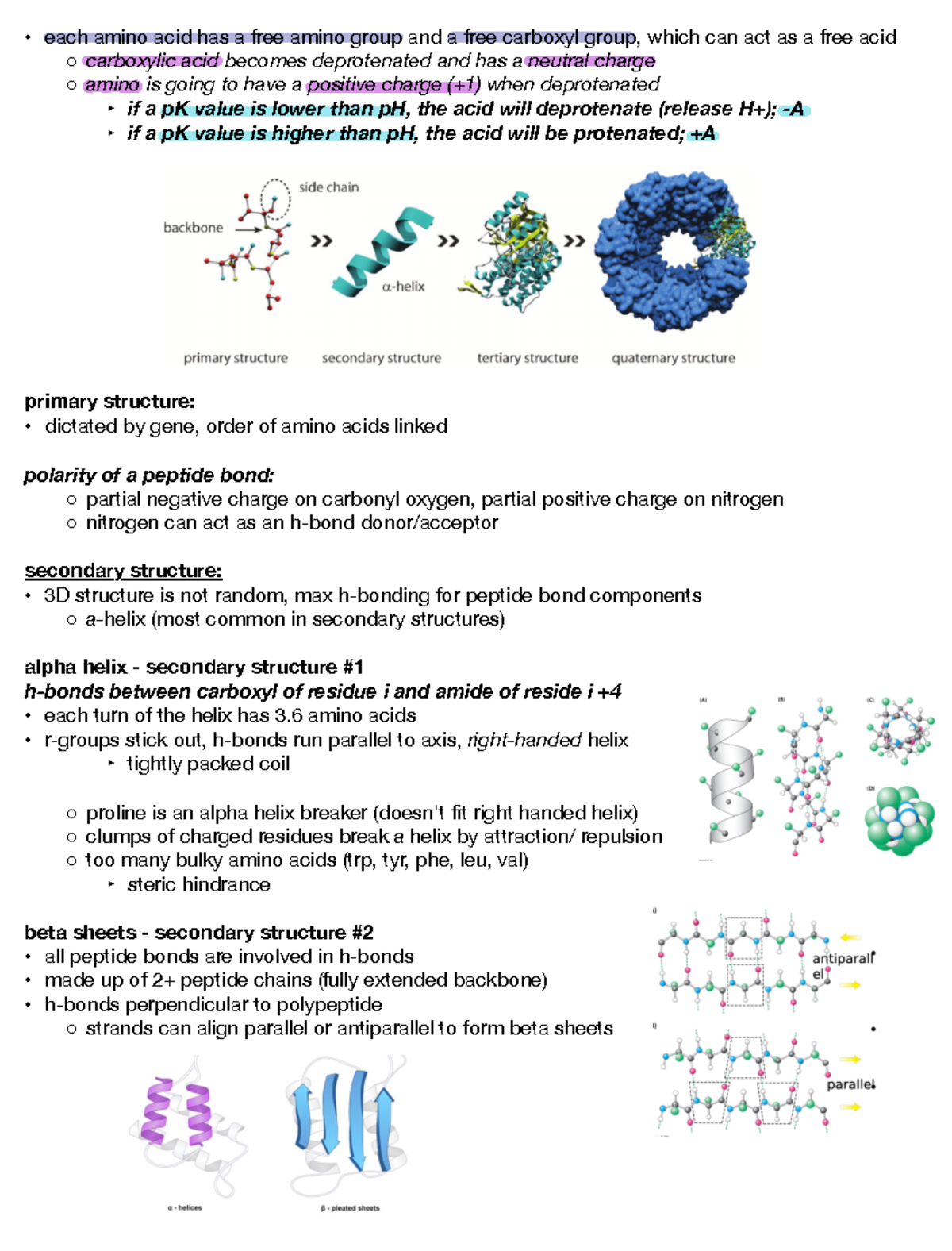 Biochemistry Lecture 10 - each amino acid has a free amino group and a ...