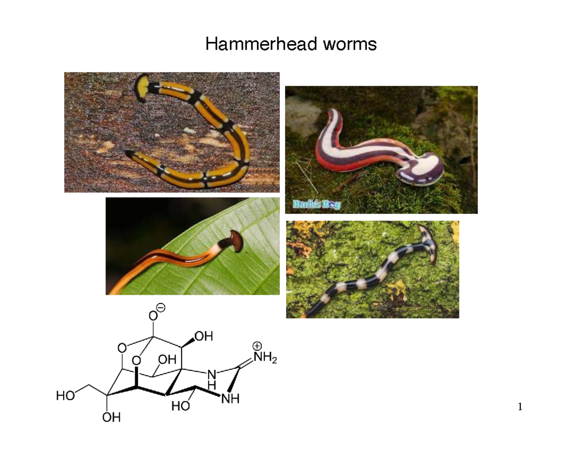 365 Sp2026 L1 - Lecture Notes on Hammerhead Worms and Course Info - Studocu