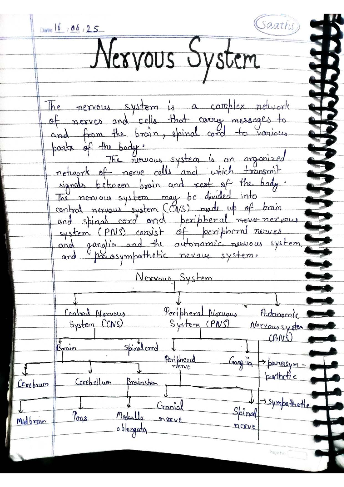 Nervous System Overview: Structure, Function, and Classification - Studocu