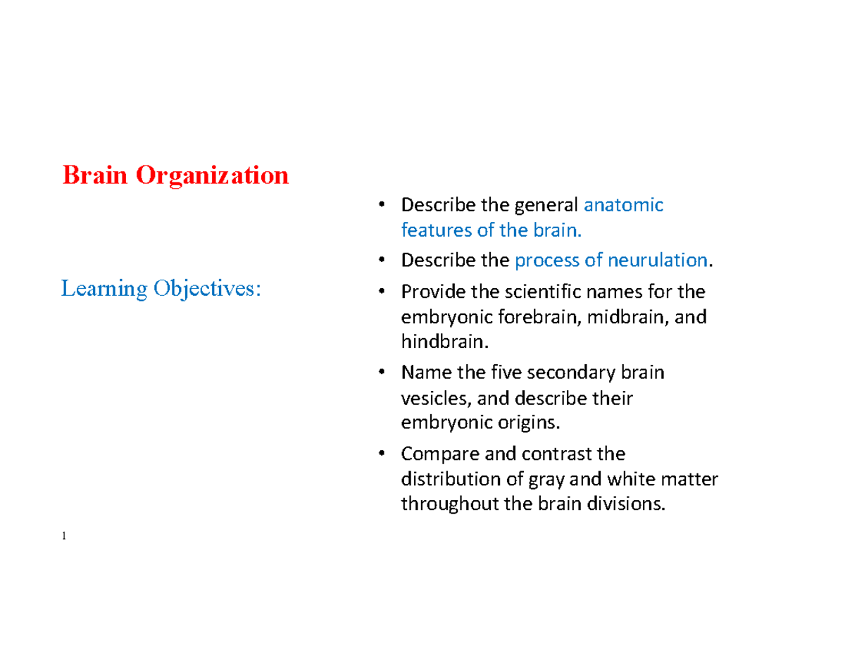 Lecture Notes on Brain Organization and Anatomy - Studocu