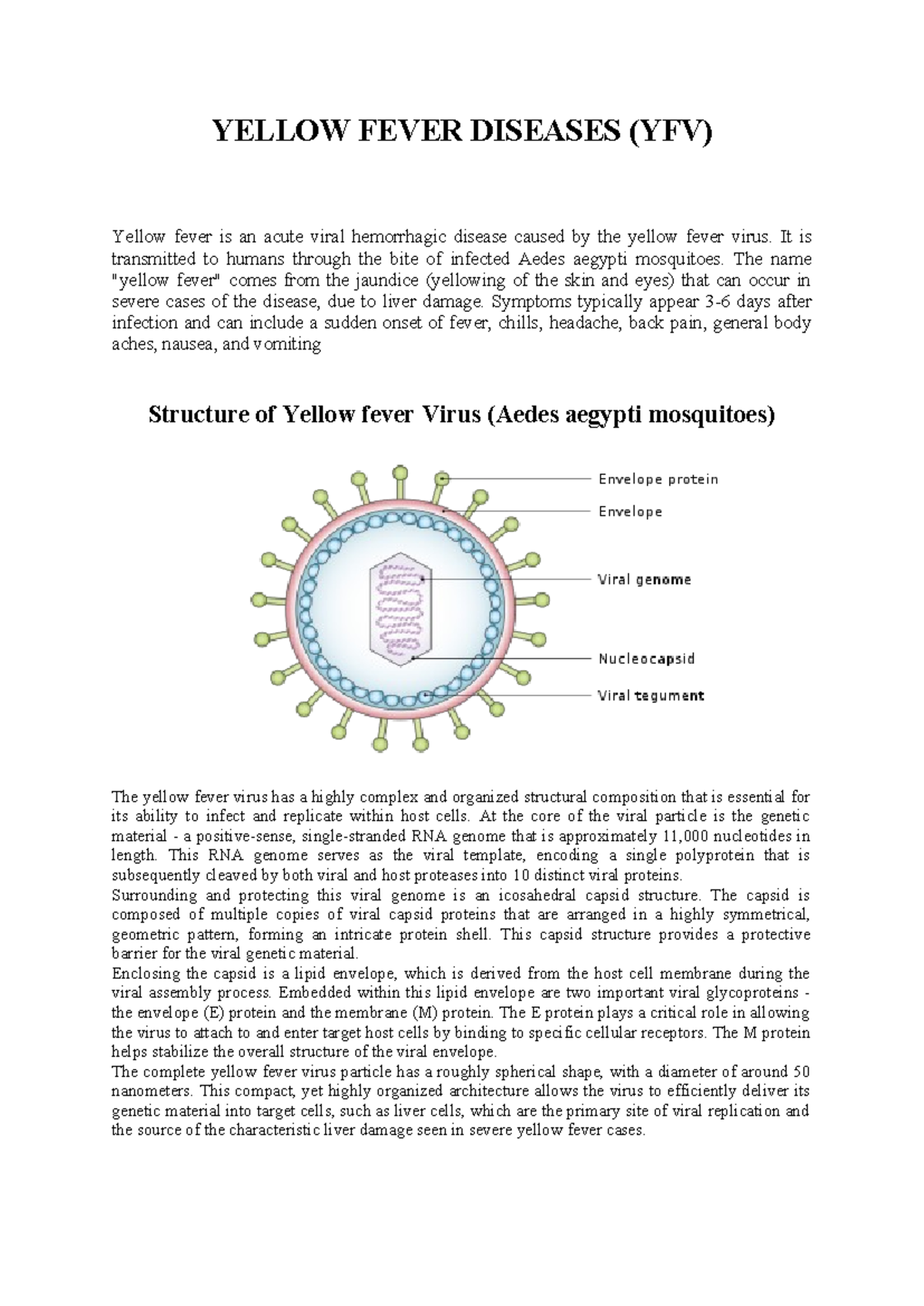 YFV: Comprehensive Study on Yellow Fever Virus Structure & Mechanism ...