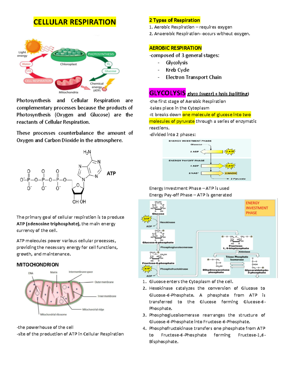 Cell respiration - CELLULAR RESPIRATION Photosynthesis and Cellular ...