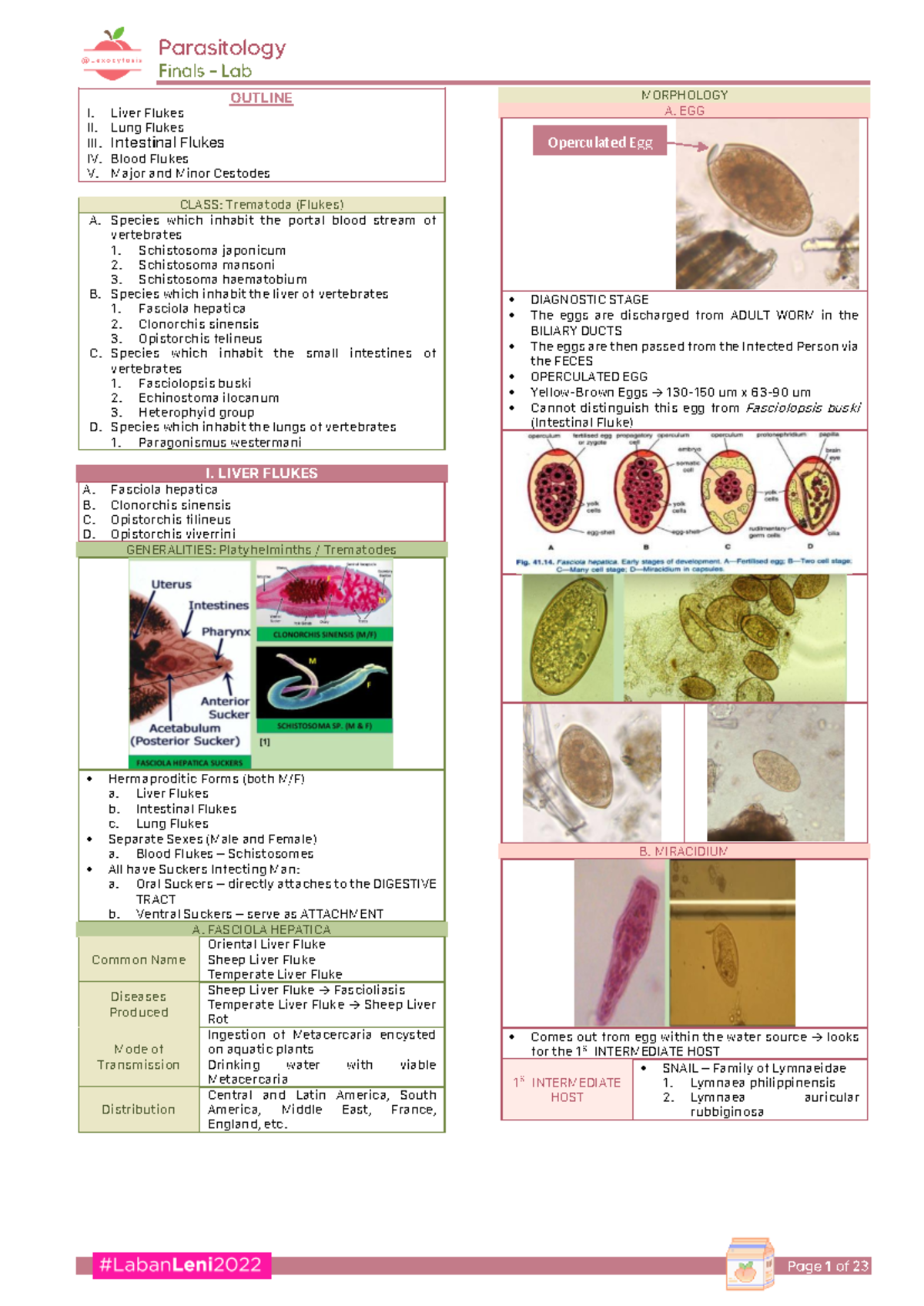 Parasitology - Final Lab Study Guide on Flukes and Cestodes - Studocu