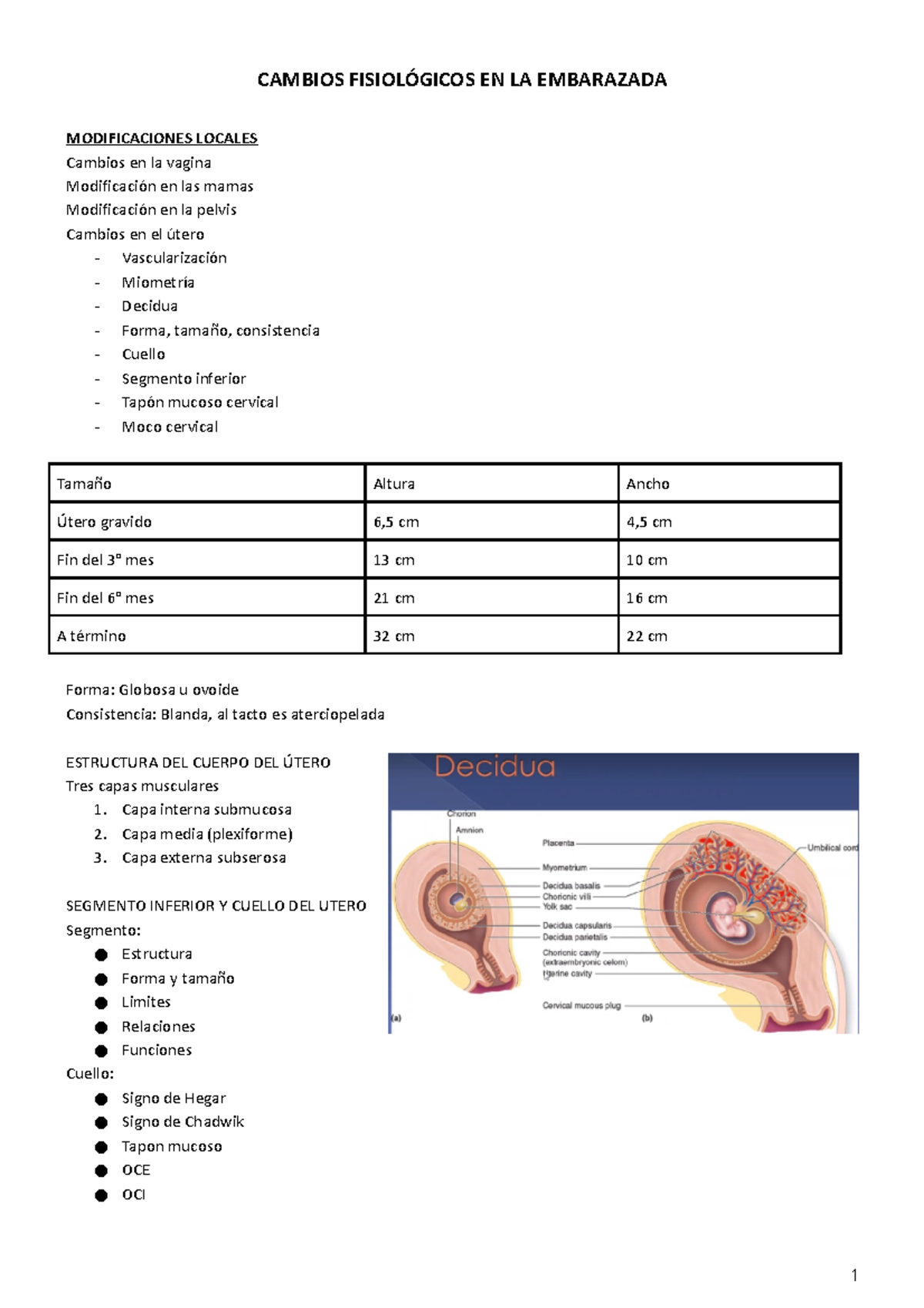 Cambios Fisiológicos en el Embarazo: Modificaciones y Aspectos Clave - Document Preview