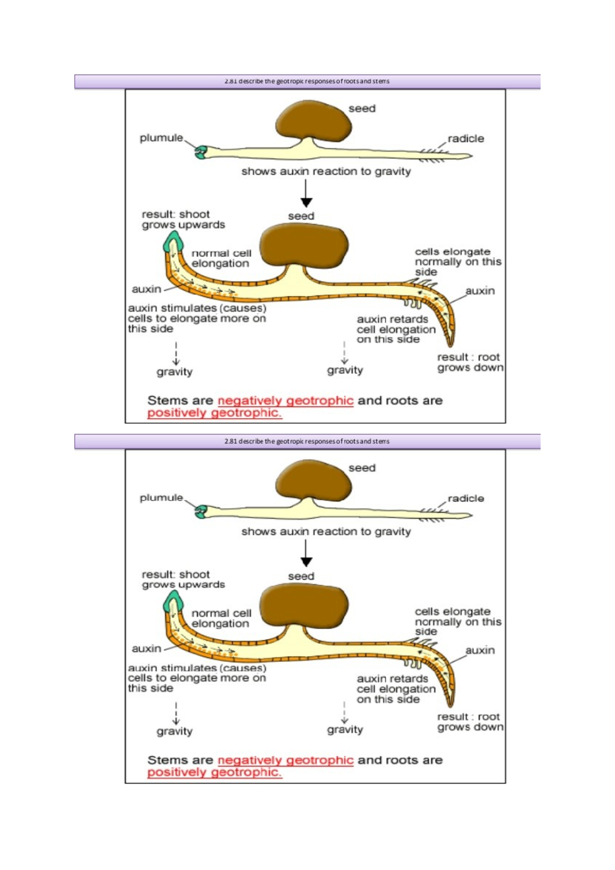 2.81 Lecture Notes: Auxin and Geotropic Responses in Plants - Studocu