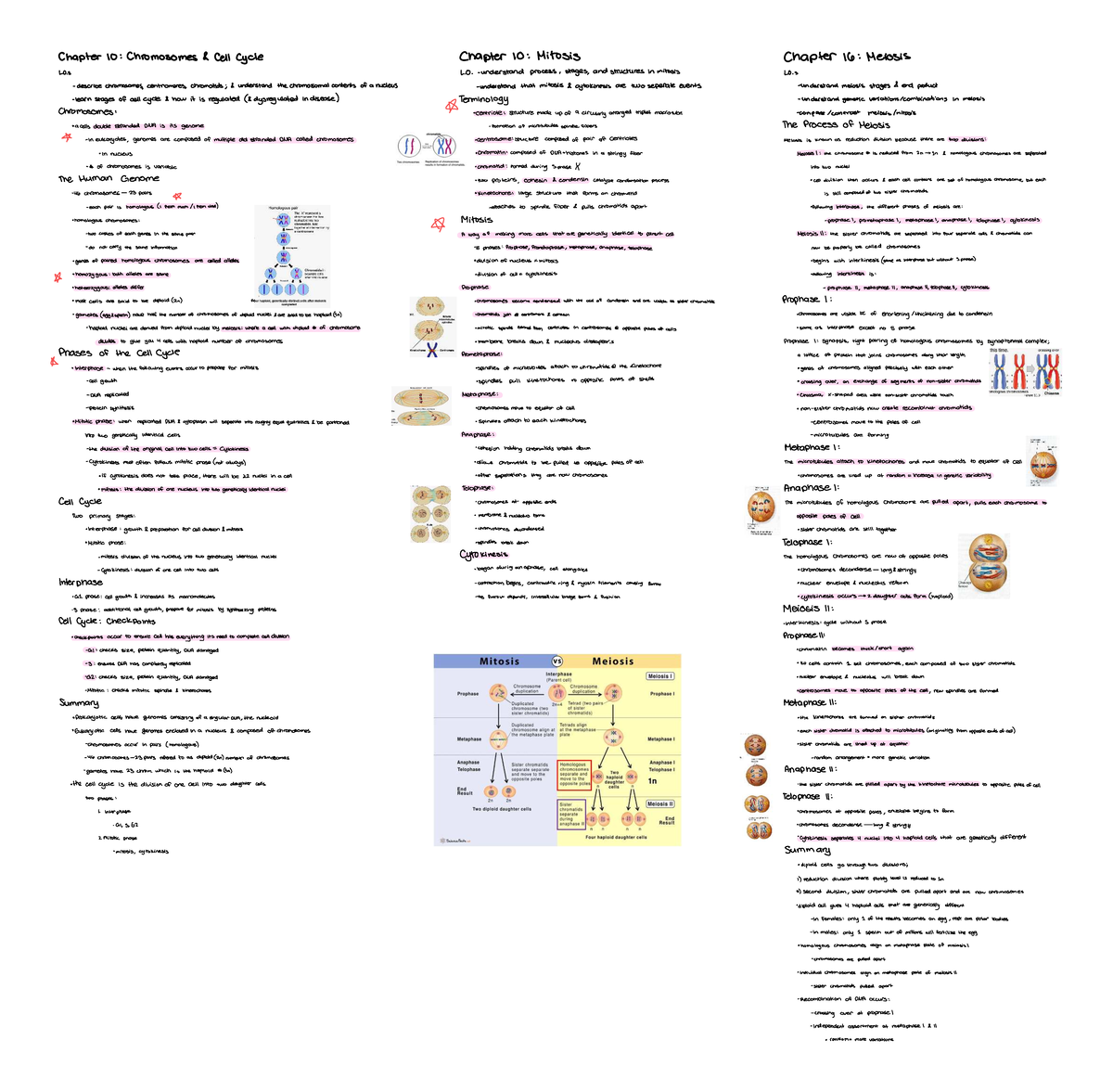 Meiosis Overview: Stages & Genetic Variation (Bio 101) - Studocu