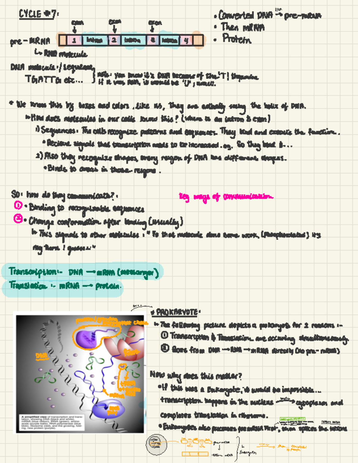 Bio 1002 Cycle 7: RNA Transcription and Translation Overview - Studocu