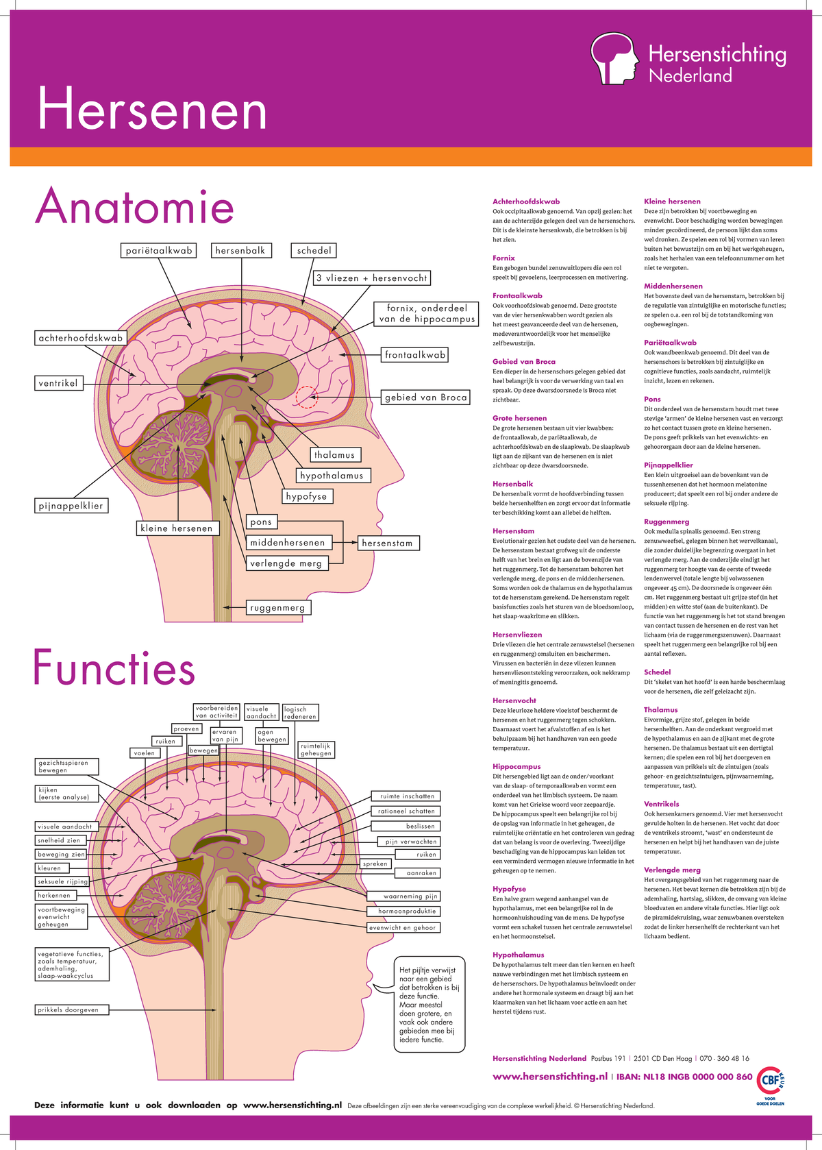 Hersenstichting Nederland: Anatomie van de Hersenen en Kwabben ...