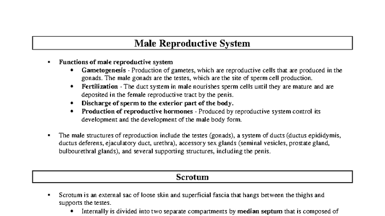Chapter 28A - Male Reproductive System Functions & Anatomy Notes - Studocu