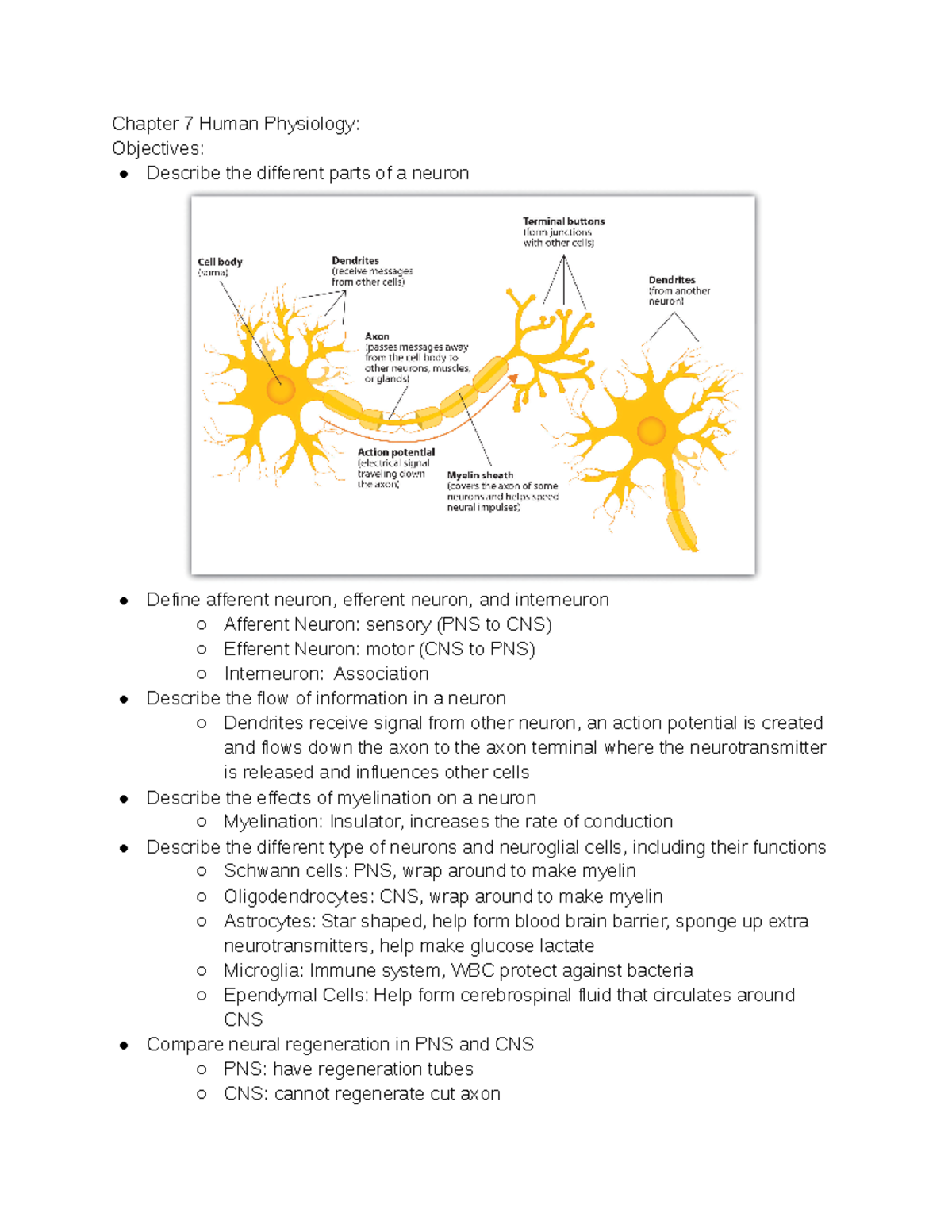 Human Physiology Exam 2 - Comprehensive Notes on Chapters 7-10 - Studocu