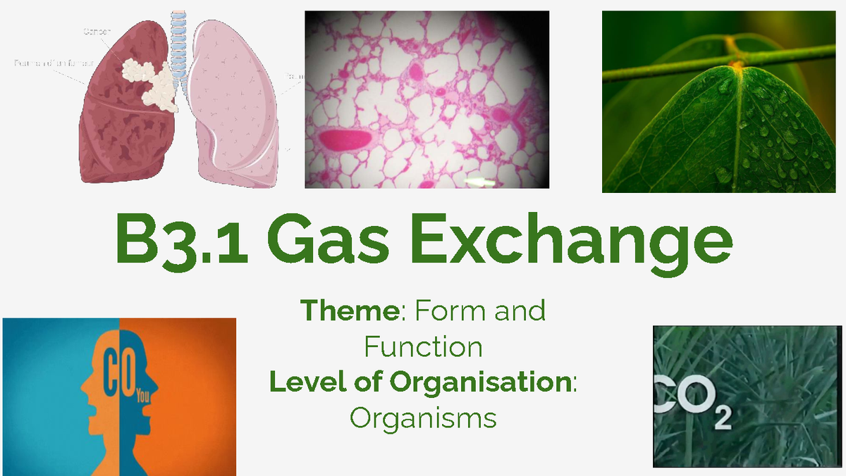 B3.1 Gas Exchange: Mechanisms & Adaptations in Mammals & Plants - Studocu