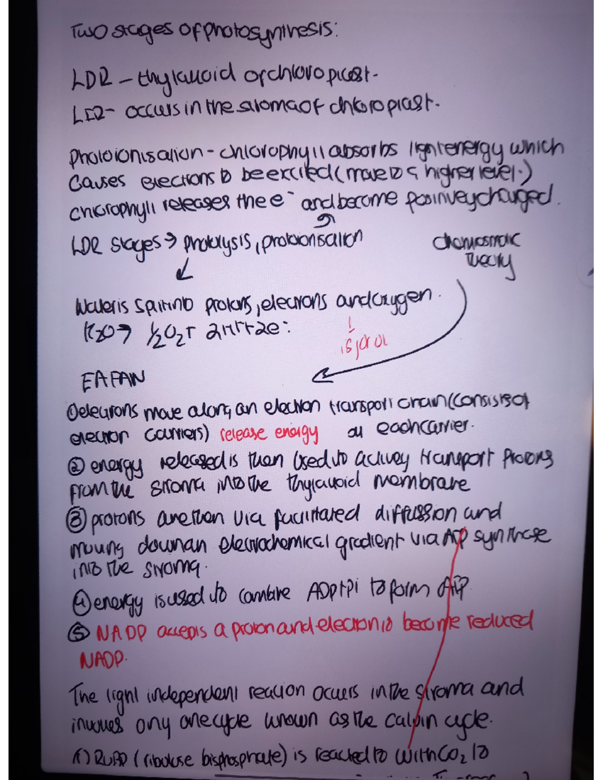 20250222 133835 - Class notes on topic 5 - Two stages ofphotosynthesis ...