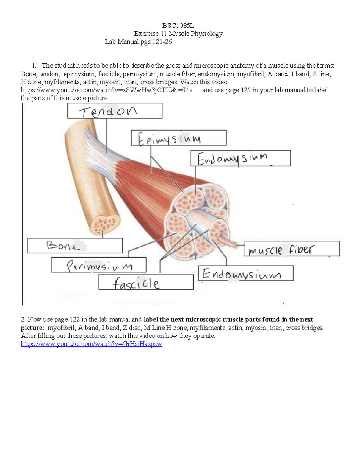 BSC1085L Final Lab Report: Insights on Muscle Physiology & Stimulation ...