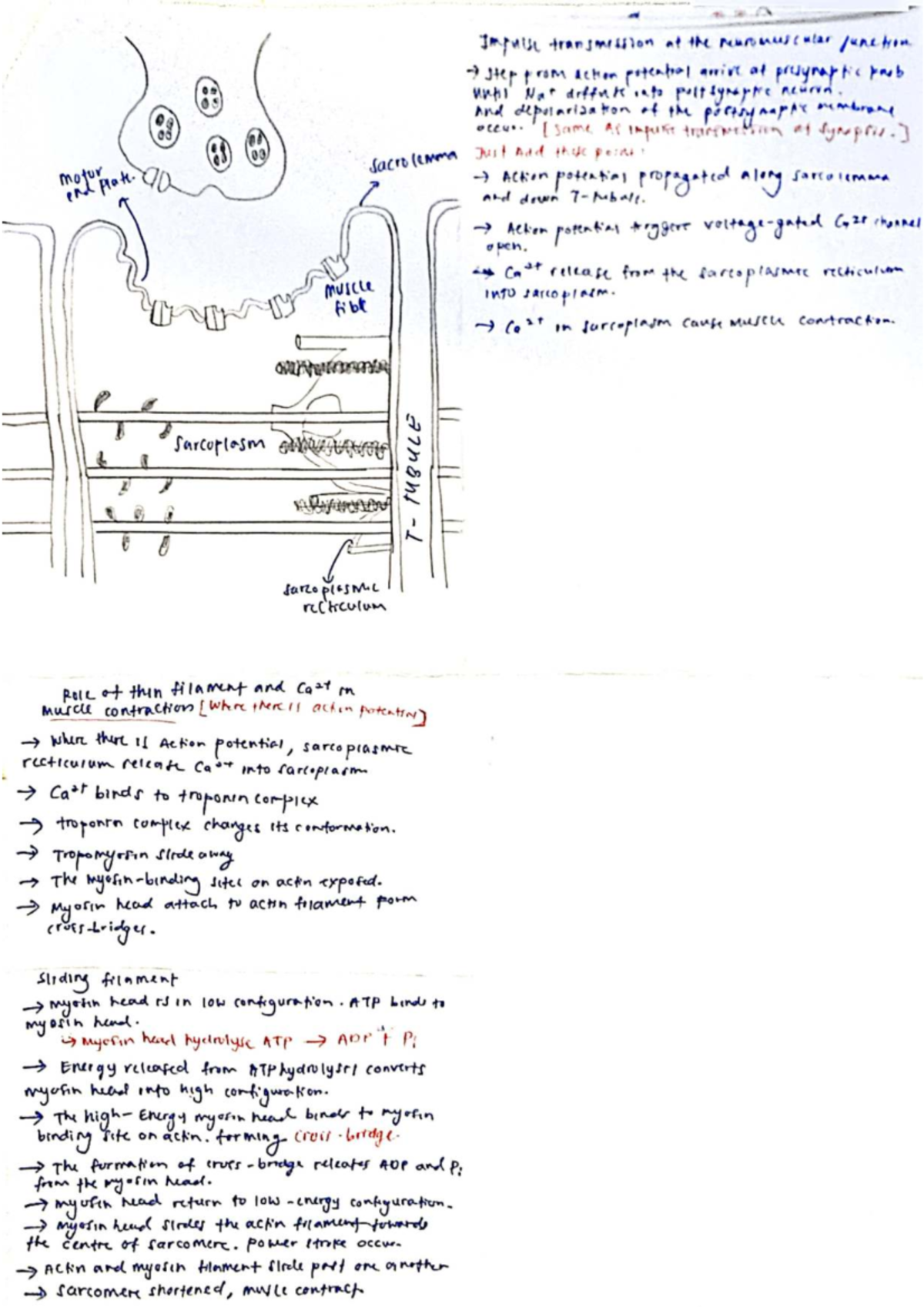 Physiology Lecture: Action Potential and Muscle Contraction Mechanisms ...