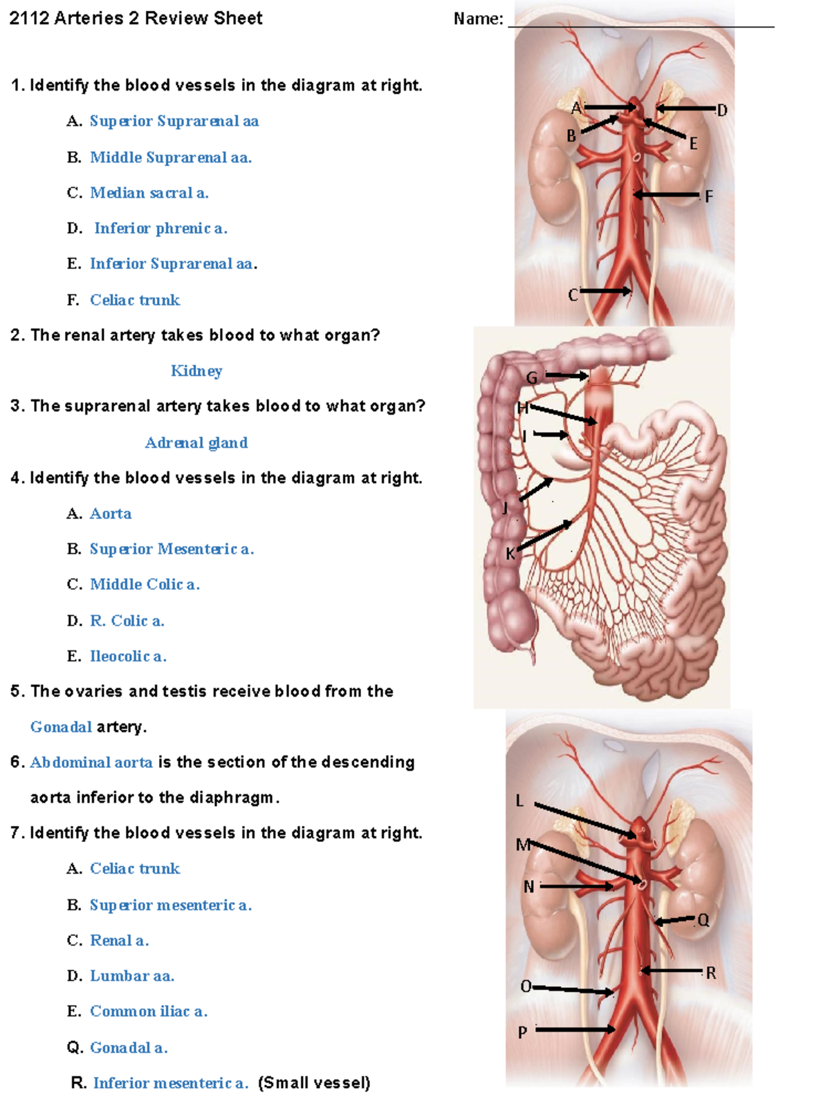 2112 Arteries 2 Review Sheet - Key Vessels and Functions - Studocu