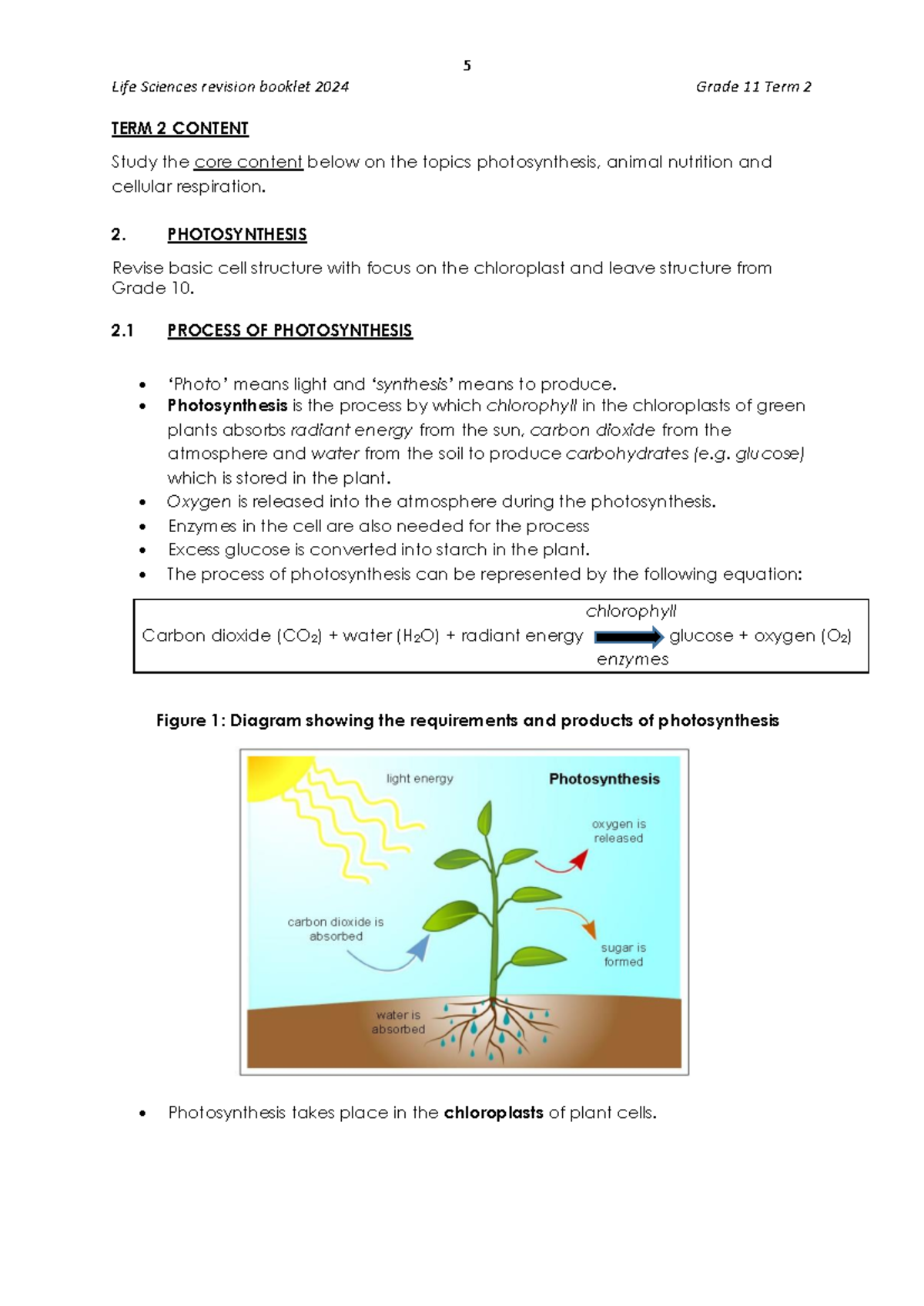 Grade 11 Life Sciences Term 2 Revision: Photosynthesis & Digestion ...