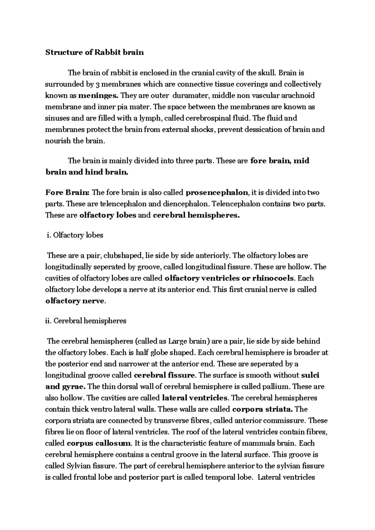 Rabbit Brain Structure: Detailed Overview of Anatomy and Function - Studocu