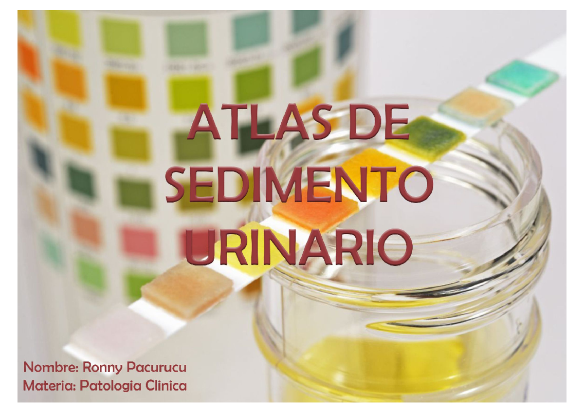 Atlas Sedimento Urinario con fotos y con descripcion - Anatomía