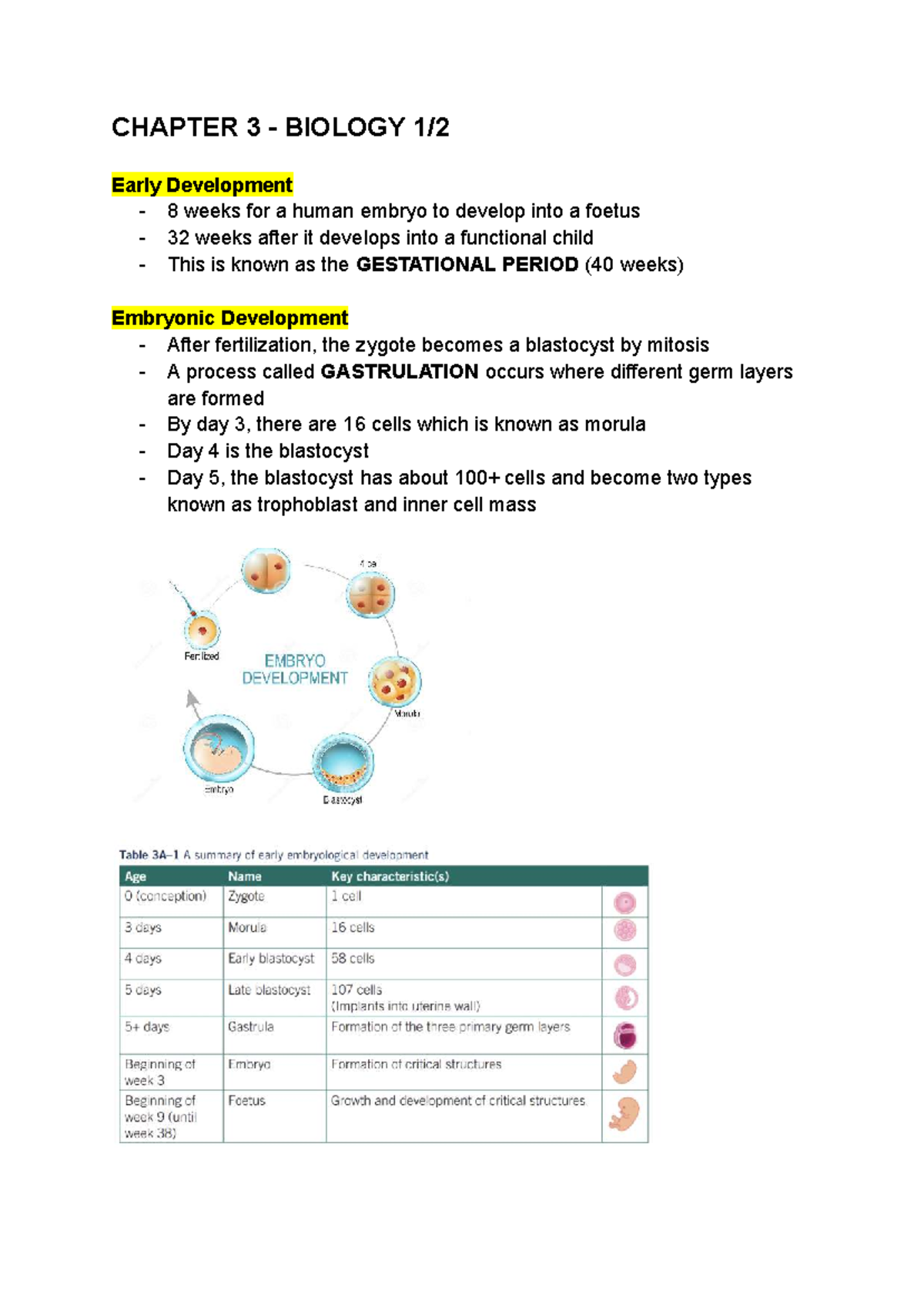 CHP3 BIO - Study Notes on Early Development and Cell Cycle - Studocu