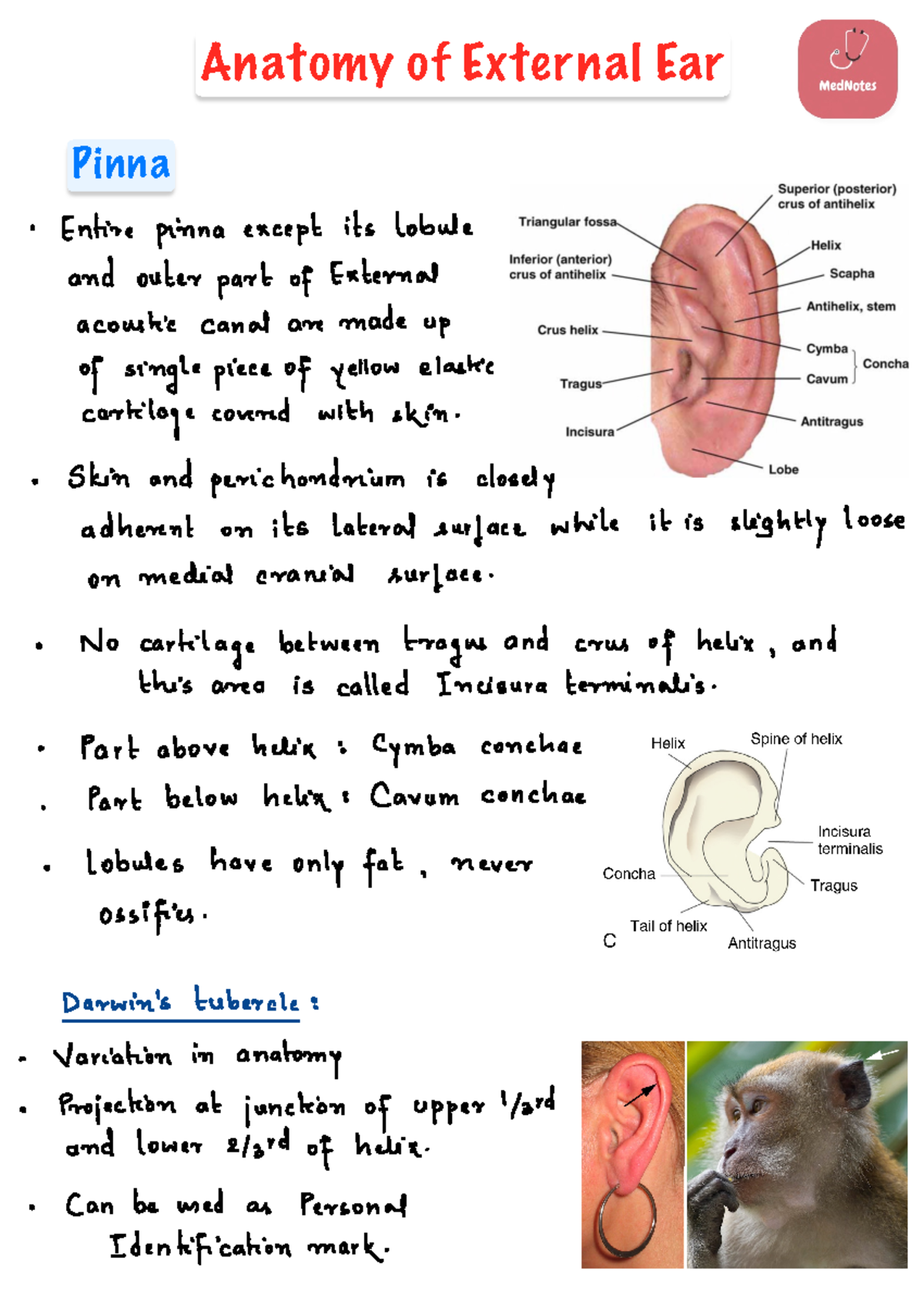 Ear Shot Notes: Anatomy and Functions of the External Ear - Studocu