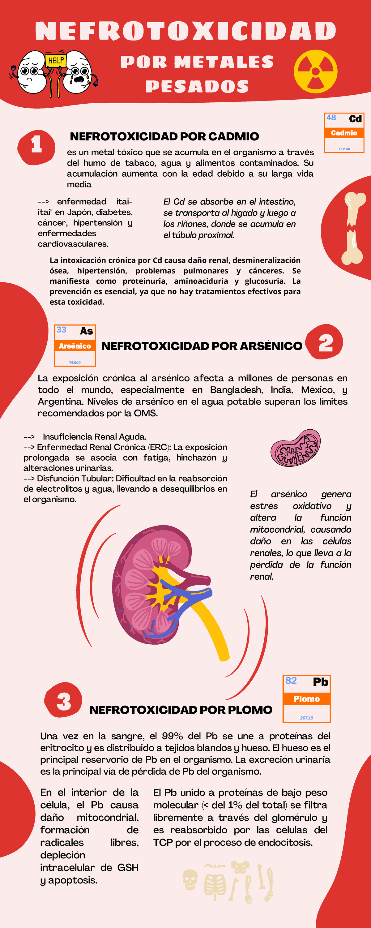 Infografía Nefrotoxicidad - NEFROTOXICIDAD 1 3 2 POR METALES PESADOS ...