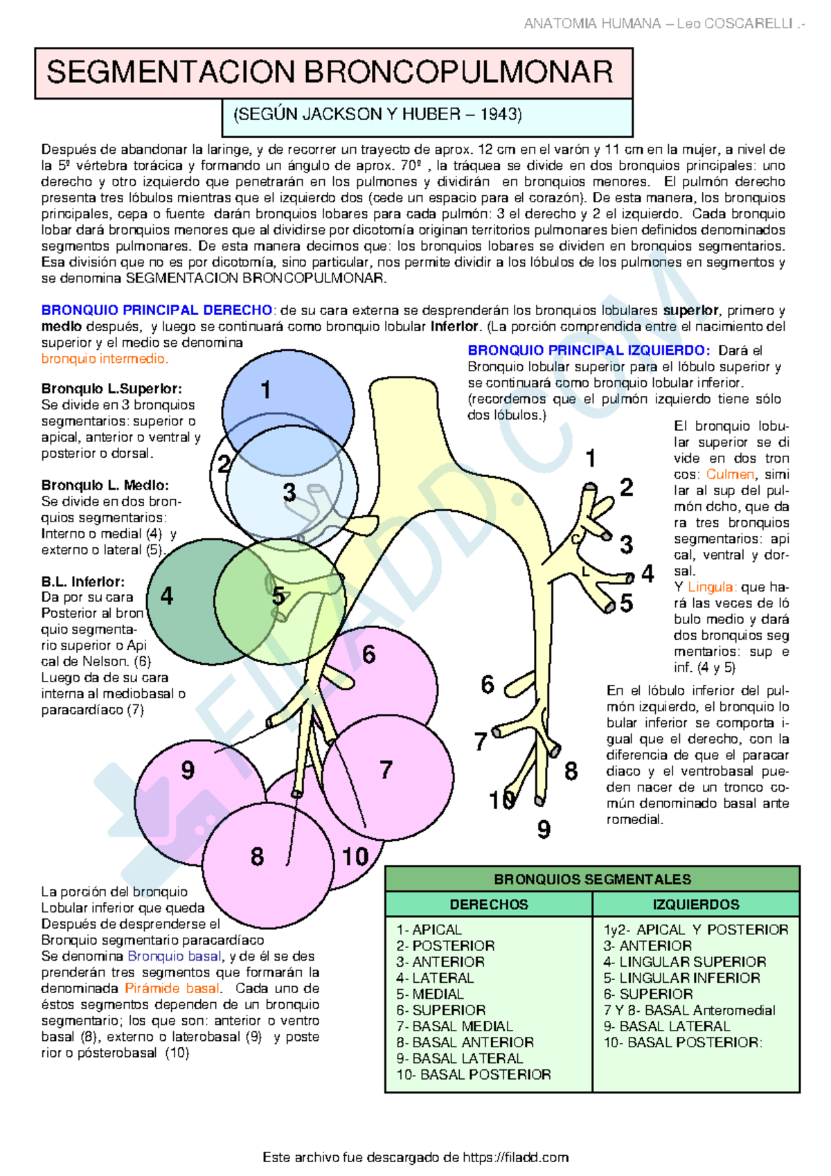 Segmentacion broncopulmonar - ANATOMIA HUMANA – Leo COSCARELLI ...