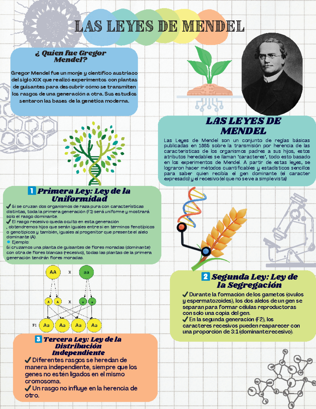 Infografía de Biología: Leyes de Mendel en Microbiología - Studocu