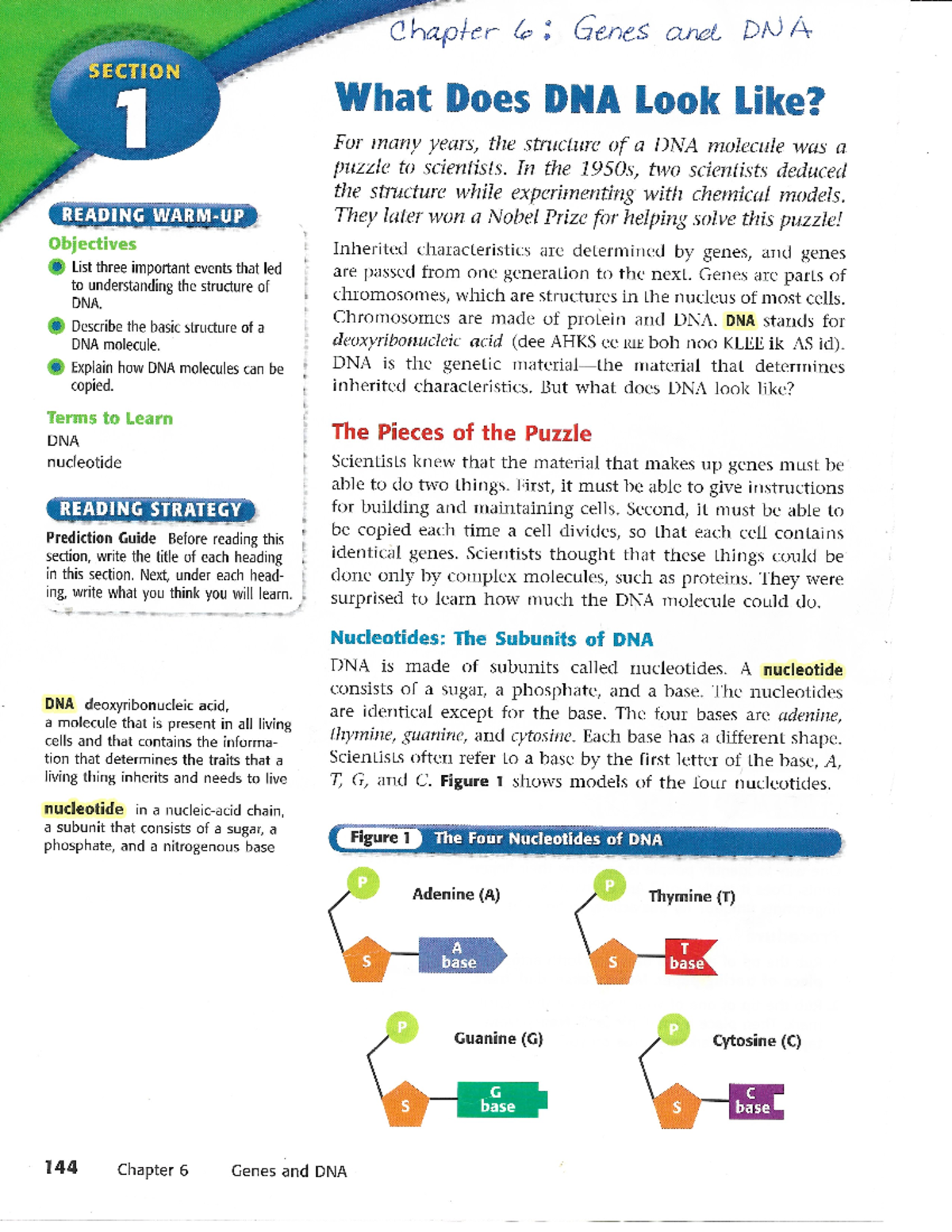 Title: Chapter 6 Study Notes: Genes and DNA for Exam Prep - Studocu