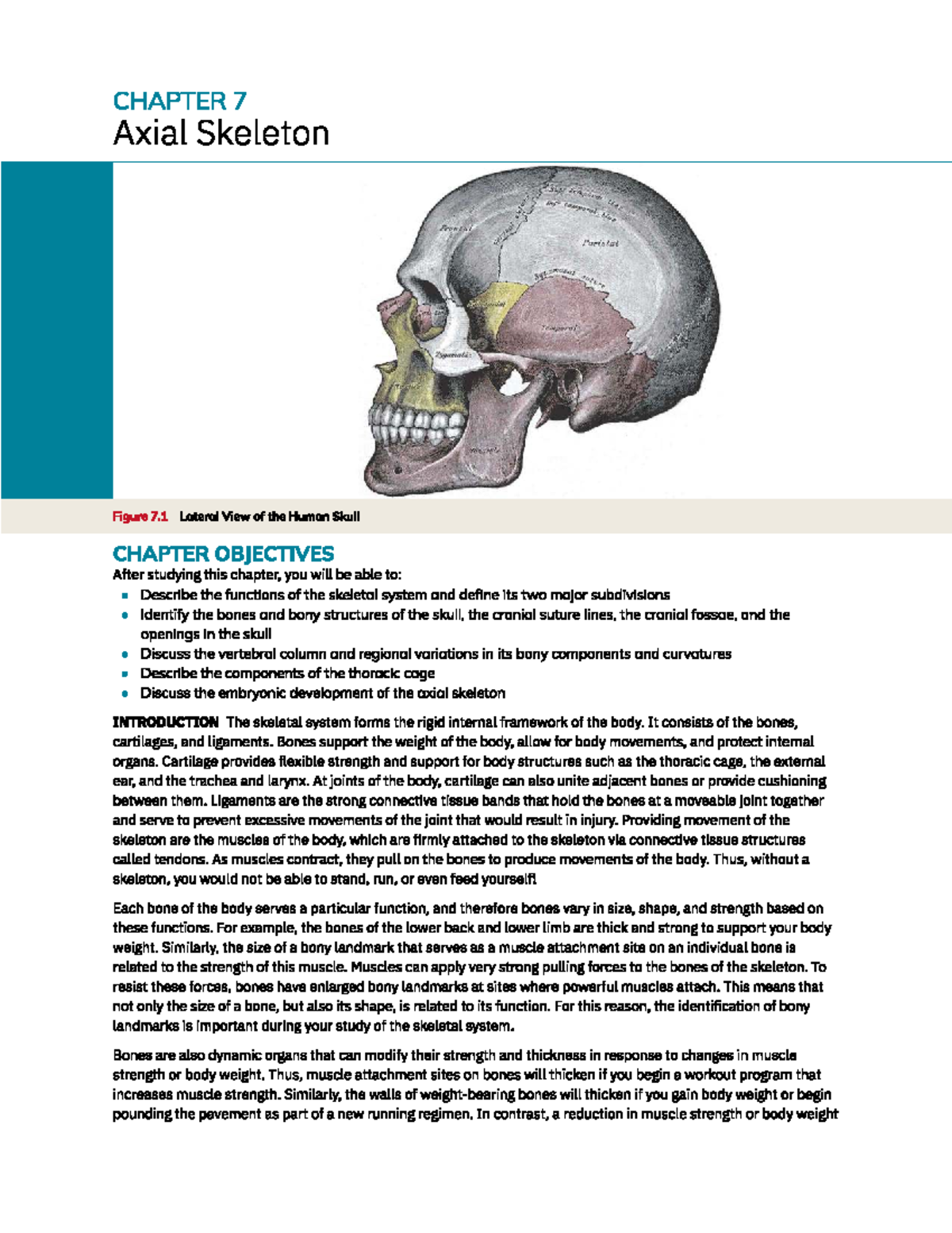 CHAPTER 7: Axial Skeleton Overview and Key Concepts for KPK2nvep - Studocu