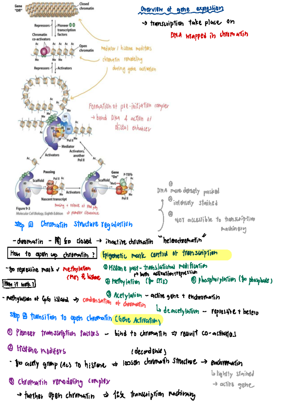 Last Minute Midterm Notes: Gene Transcription & Chromatin Structure ...