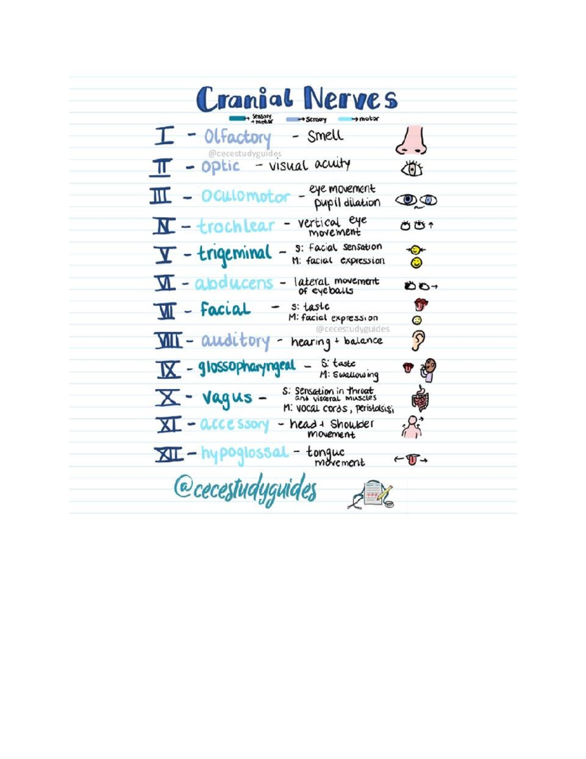 Cranial Nerves Mnemonic Motor Sensory Receptors Quiz - Infoupdate.org