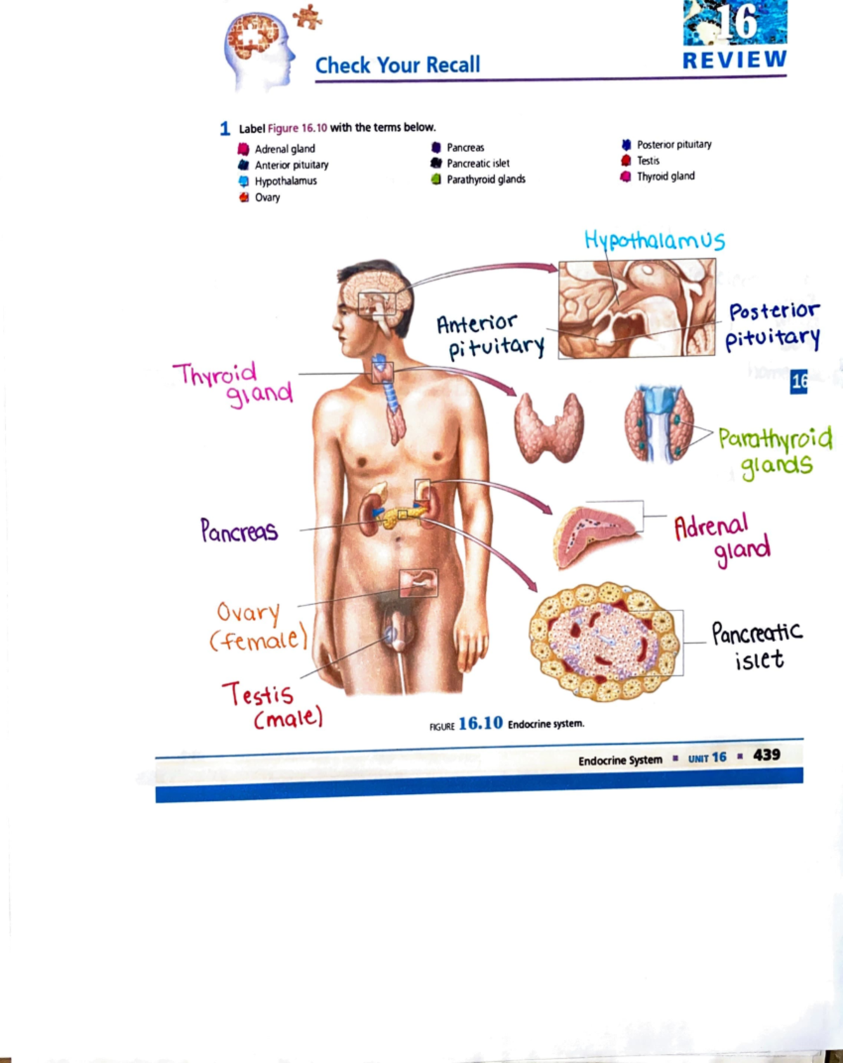 洋書 The Gastrointestinal System Chapter 24: The Digestive System - ppt download