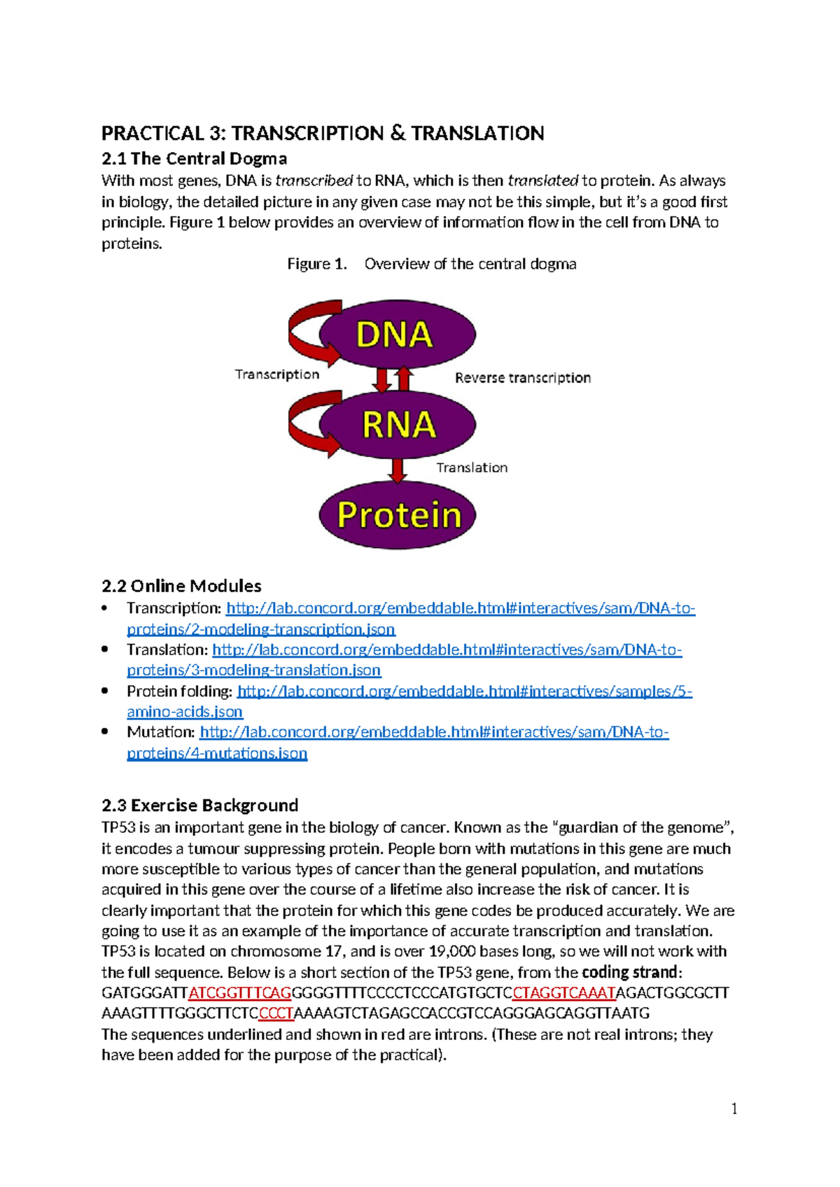 Practical 3: Transcription & Translation of TP53 Gene - Studocu