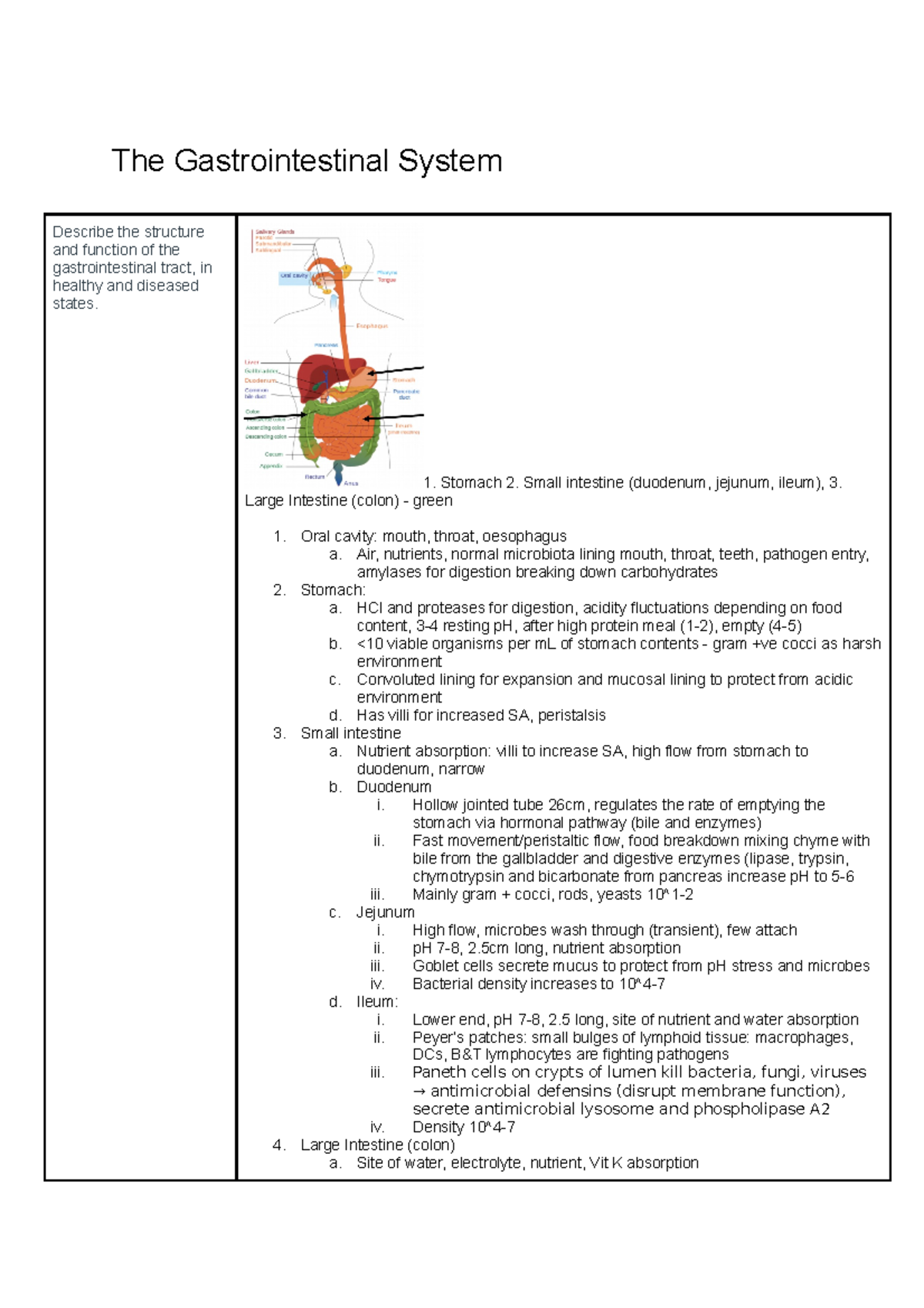 GIT System Overview: Structure, Function & Immune Responses - Studocu