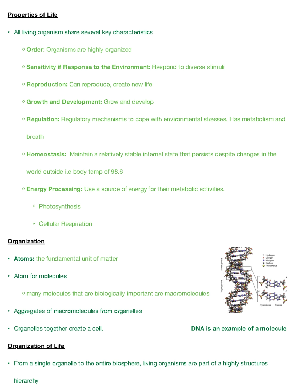 Comprehensive Biology Study Guide: Enzymes, Mitosis, Meiosis, and ...