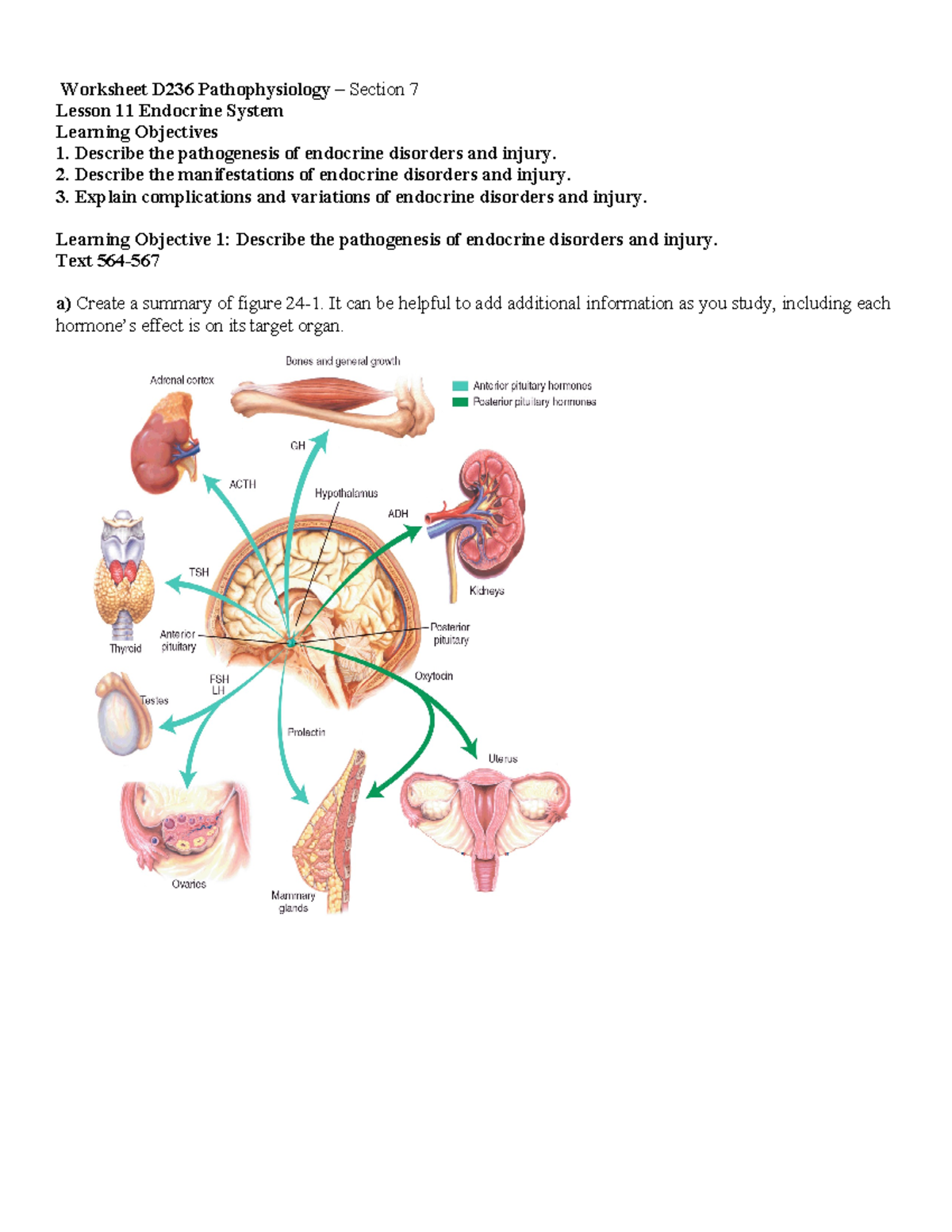 Endo worksheet   notes   Worksheet D20 Pathophysiology – Section ...