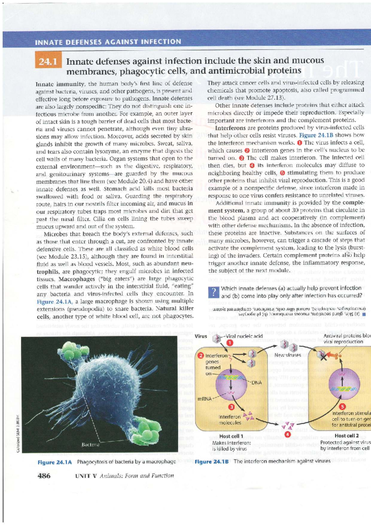 Innate Immunity and Inflammatory Response: A Study Guide (BIO 101 ...