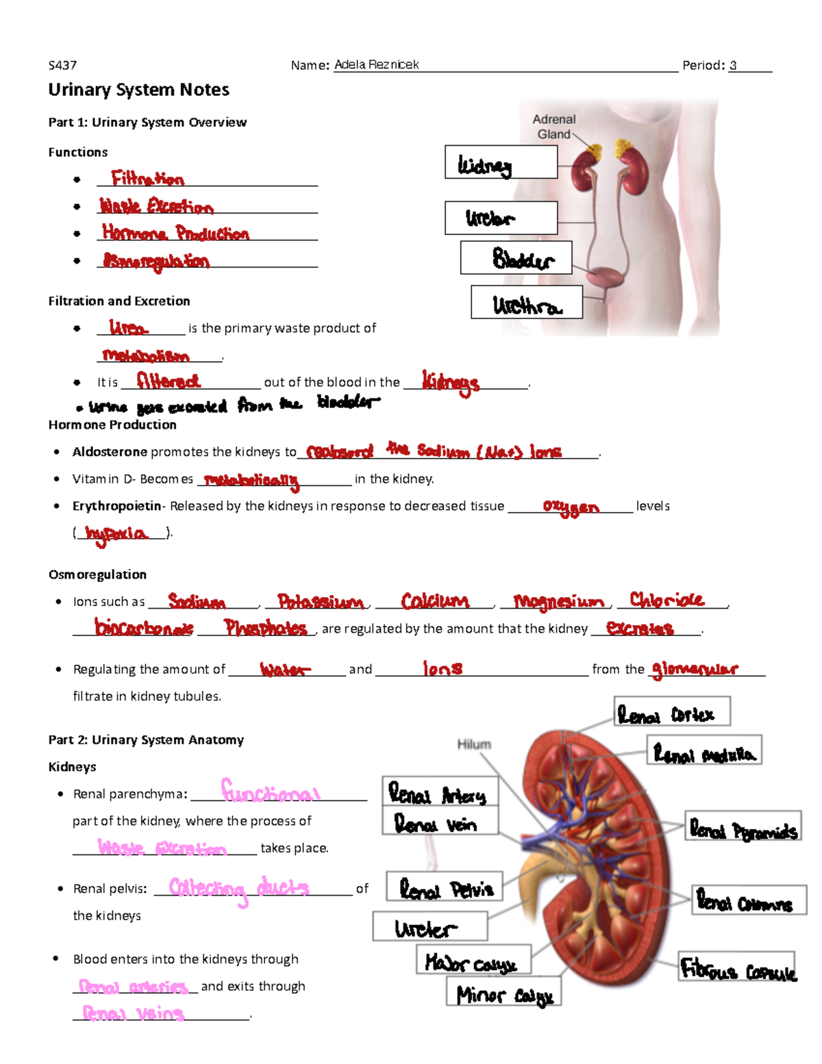 Urinary System Notes: Overview, Anatomy, and Functions - S 437 Name ...