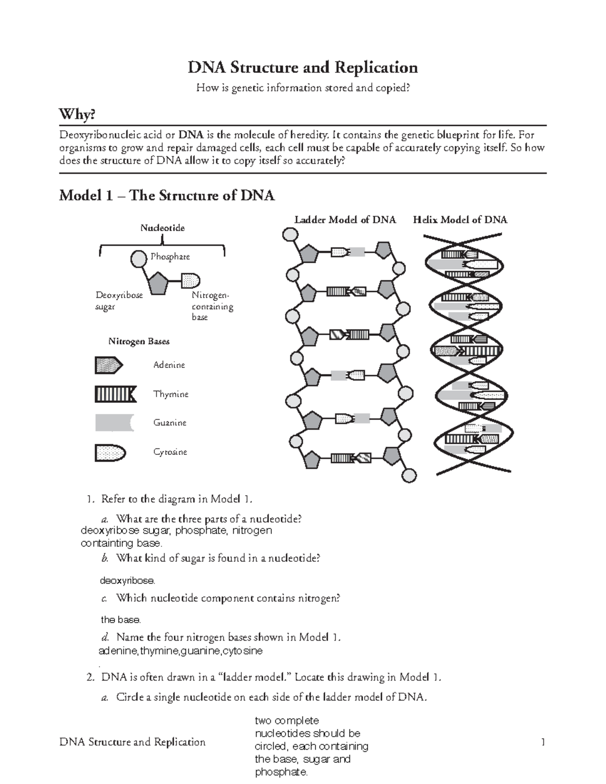 18 DNA Structure and Replication-S - It contains the genetic blueprint ...