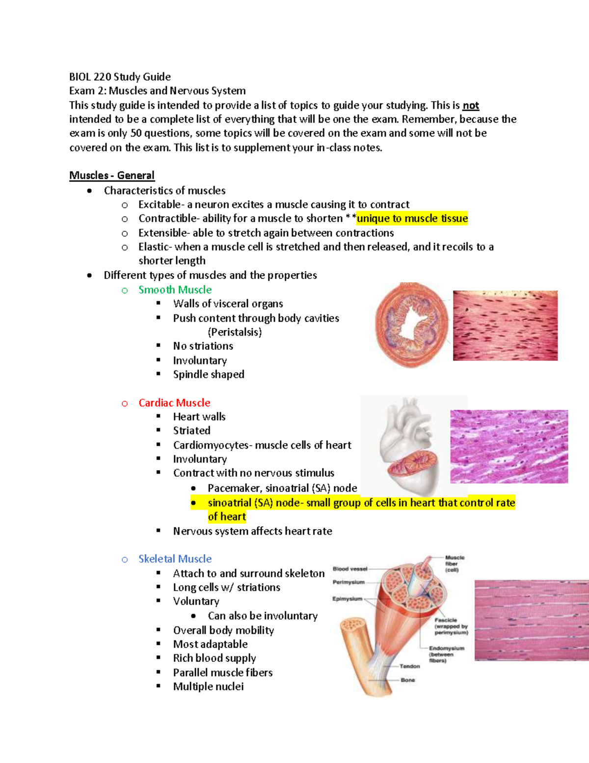 BIO 220 Exam 2 Study Guide: Muscles & Nervous System Overview - Studocu